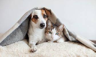 Convivencia  de Perros y Gatos