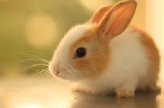 Animales Domsticos y Caseros - Hamsters Cobayos - Conejos y Periquitos